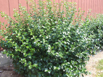 Young spreading euonymus habit.