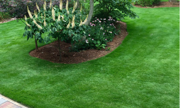 Zoysiagrass