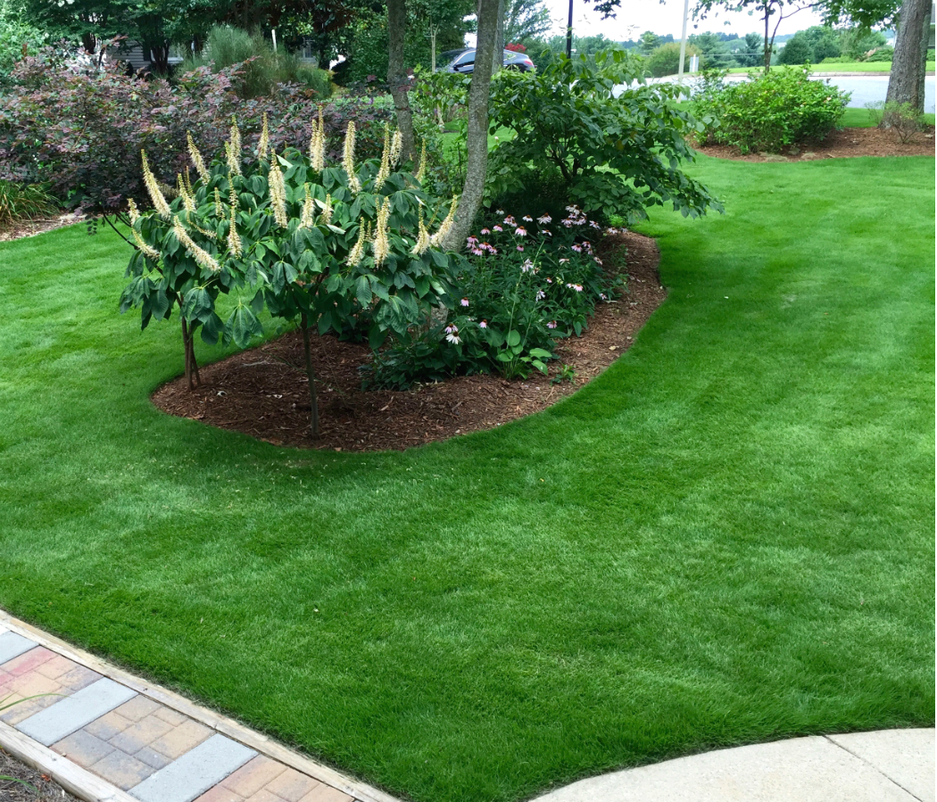 Image of Zoysiagrass lawn