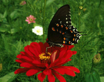 Zinnias provide butterflies like this Eastern Black Swallowtail (Papilio polyxenes) a place to perch.