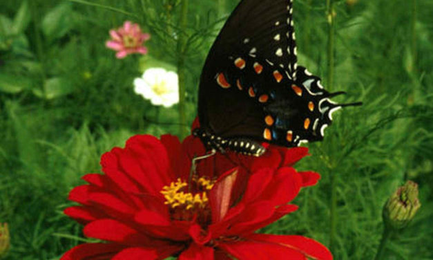 Butterflies in the Garden