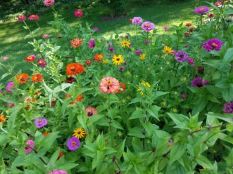 Zinnias (Zinnia spp.) are commonplace in many wildflowers beds. 