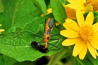 Assassin bugs help keep many landscape pests at bay. Photo courtesy of Marty Moganello