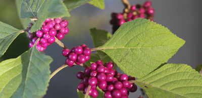 Beauty Berry Beautyberry flowers and berries Photo by Sarah White, Associate Professor of Horticulture; Nursery Extension Specialist