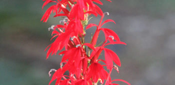 Cardinal Flower Cardinal Flower, Lobelia cardinalis: