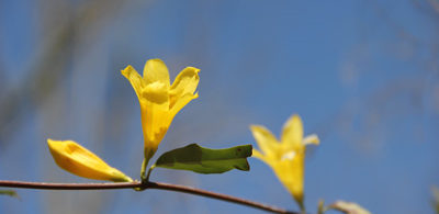 Carolina Jessamine Carolina Jessamine, Gelsemium sempervirens: