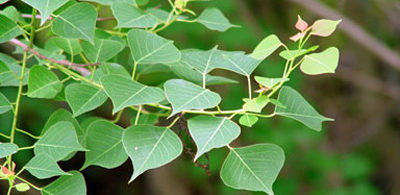 Chinese tallow Chinese tallow
