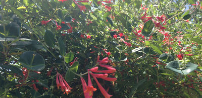 Coral Honeysuckle Coral Honeysuckle, Lonicera sempervirens