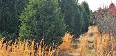Eastern Red Cedar Eastern Red Cedar, Juniperus virginiana