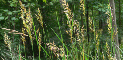 Indian Grass Indian Grass, Sorghastrum nutans