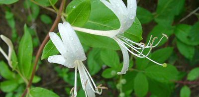 Japanese honeysuckle Japanese honeysuckle