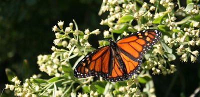 Migrating Monarch Migrating Monarch