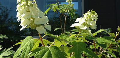 Oakleaf Hydrangea Oakleaf Hydrangea, Hydrangea quercifolia