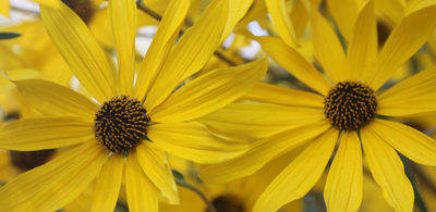 Native Sunflowers Native Sunflowers