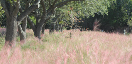 Sweetgrass Sweetgrass, Muhlenbergia filipes