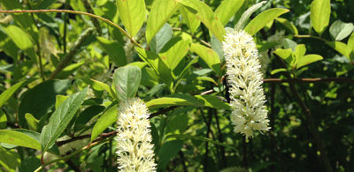 Virginia Sweetspire Virginia Sweetspire, Itea virginica