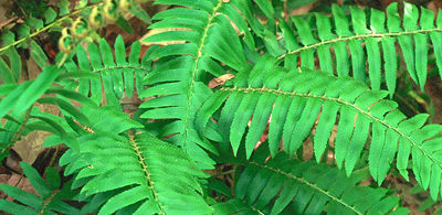 Christmas Fern, Polystichum acrostichoides Christmas Fern, Polystichum acrostichoides