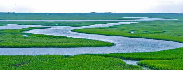 Life Along the Salt Marsh: Protecting Tidal Creeks with Vegetative Buffers