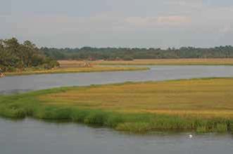 salt marsh