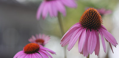 Purple Coneflower Purple Coneflower, Echinacea purpurea: This flower is a gem in the garden that attracts bees, butterflies and hummingbirds. It likes moist, calcareous soils and prefers full sun. Echinacea is used as an herbal remedy for preventing and treating coughs and colds (Porcher and Rayner, 2001).