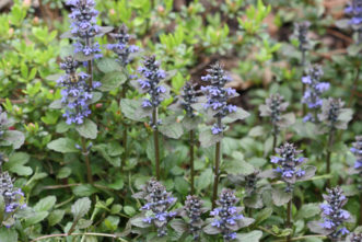 Ajuga repens (bugleweed) in bloom. Joey Williamson, ©2011 HGIC, Clemson Extension
