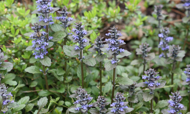 Ajuga