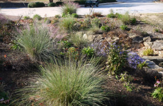 Rain garden installed to manage parking lot runoff at Furman University in Greenville, SC.