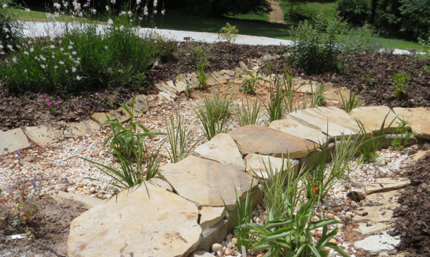 Rain Garden Plants: Introduction