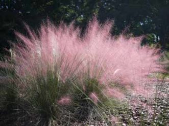 Muhlenbergia capillaris in the Sustainable Landscape display garden at Clemson University.