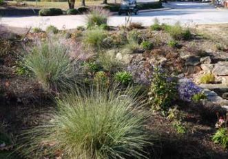 Muhlenbergia capillaris in early spring established in a rain garden at Furman University. Image courtesy of Sara White