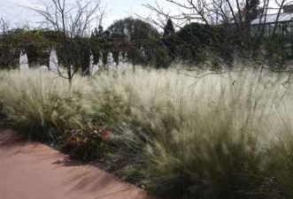Muhlenbergia capillaris ‘White Cloud’ along walkway at the Atlanta Botanical Garden. Image courtesy of Sara White