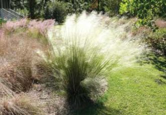Mature Muhlenbergia capillaris ‘White Cloud’ at Moore Farms Botanical Gardens.<br />Image courtesy of Sara White