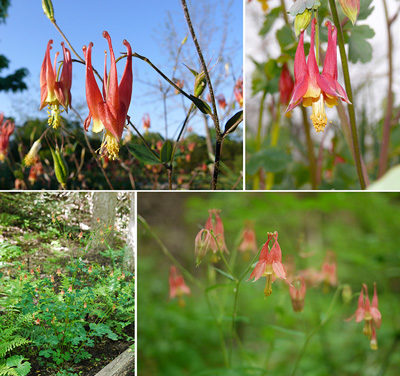 Rain Garden Plants: Aquilegia canadensis – Eastern Red Columbine
