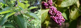 Beautyberry flowers and berries