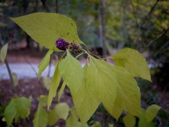 Yellow fall color of leaves, contrasted with bright purple berries