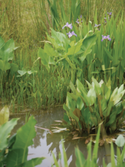 Iris planted along pond edge