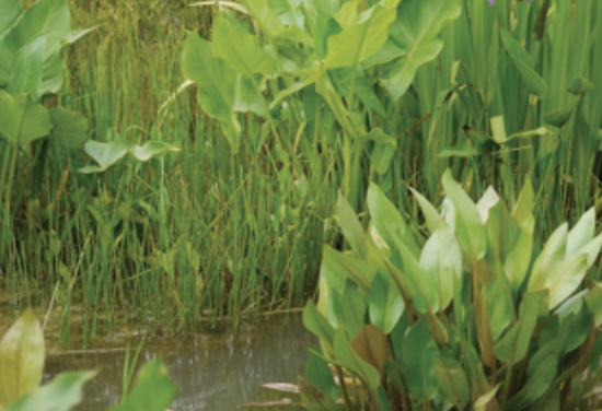 Rain Garden Plants: Iris versicolor and Iris virginica
