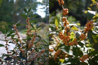 Light orange berries ‘Winter Gold’ winterberry.