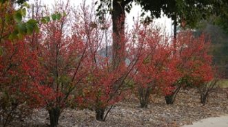Winter display of bright reddish-orange berries in a winterberry planting in Gateway Park (Clemson, SC).