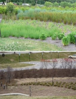 Rain garden at the North Carolina Arboretum in summer (A) and winter (B). Winterberry provides a strong backbone for the garden in the summer and a splash of color in the garden in winter.