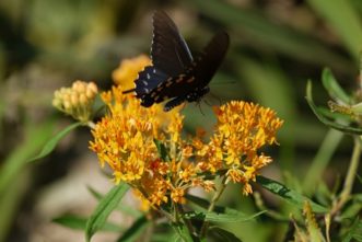 Butterfly milkweed with eastern black swallowtail butterfly.