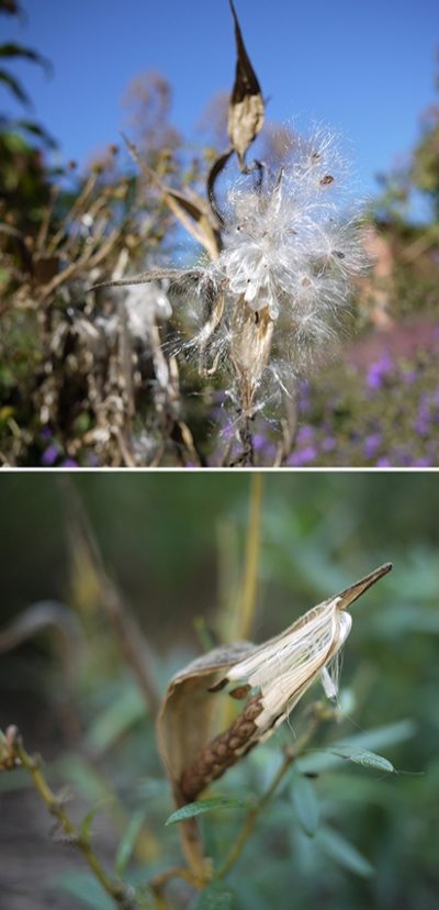 Asclepias tuberosa seed pod