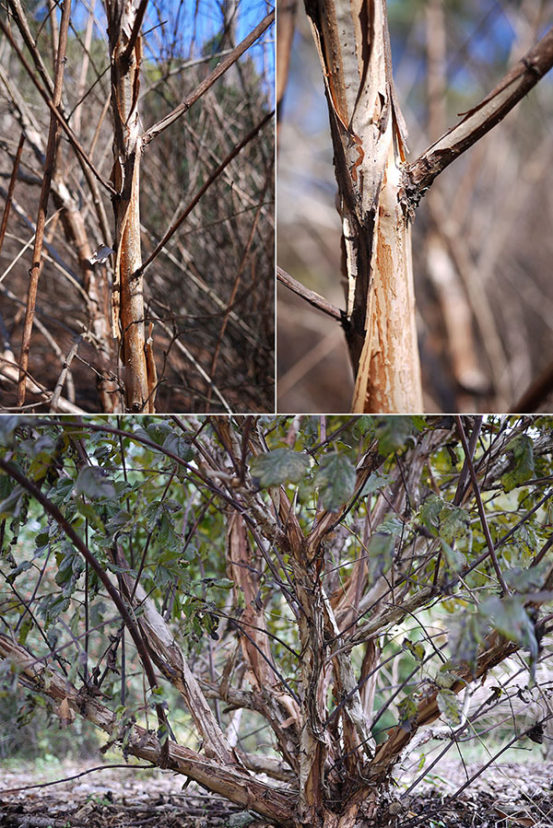 Common ninebark - cinnamon-color exfoliating bark during winter.