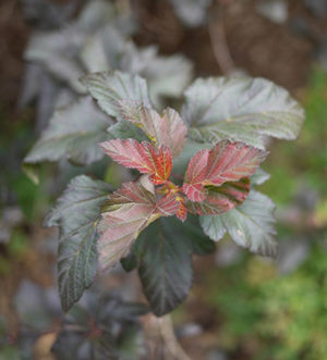 Figure 3. Foliar coloration of ninebark - new growth on cultivars is often brightly colored.