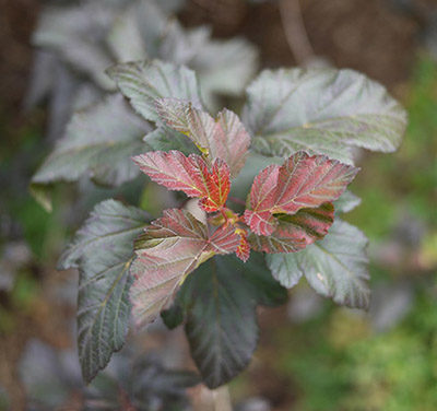 Rain Garden Plants:(Physocarpus opulifolius) – Ninebark