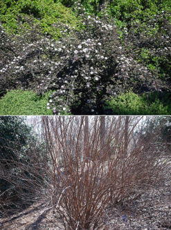  Common ninebark shrub in landscape, flowering and over winter when bark is showy.