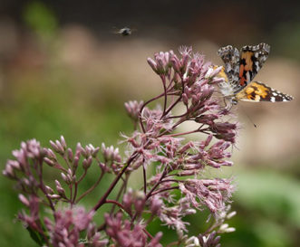 Joe-pye weed attracts and provides habitat for multiple species of pollinators including this painted lady butterfly (Vanessa cardui).