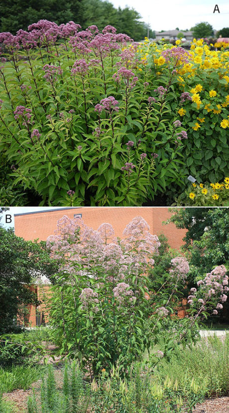 Joe-Pye weed sizes in the garden. (A) Eutrochium dubium ‘Little Joe’ compact habit reaching 2.5 to 3 feet in height. (B) Eutrochium maculatum habit reaches 7 to 9 feet in height at Clemson’s Sustainable Landscape Demonstration Garden