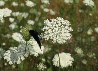 Spicebush Swallowtail Papilio troilus