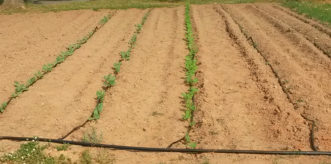 A drip irrigation system is the best method for conserving water in the vegetable garden.